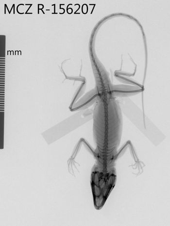 Media type: image;   Herpetology R-156207 Aspect: dorsoventral x-ray